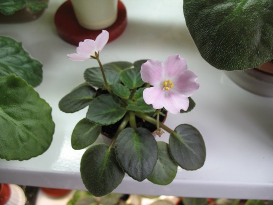 Так правильно Little Rick