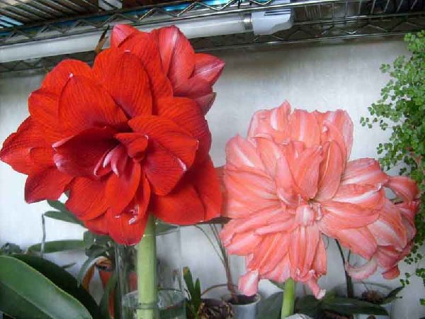 Ред Пиакок и Леди Джейн