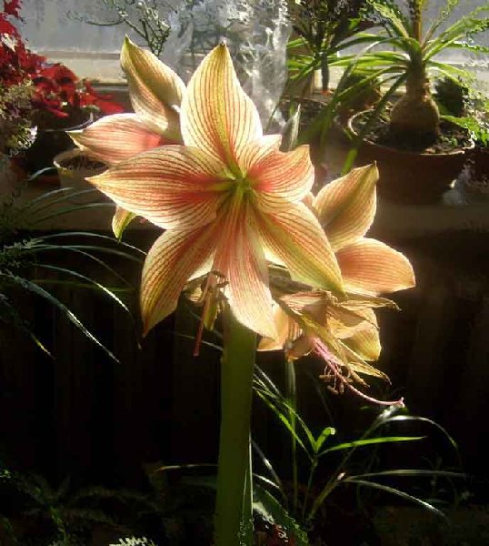 Экзотик Стар