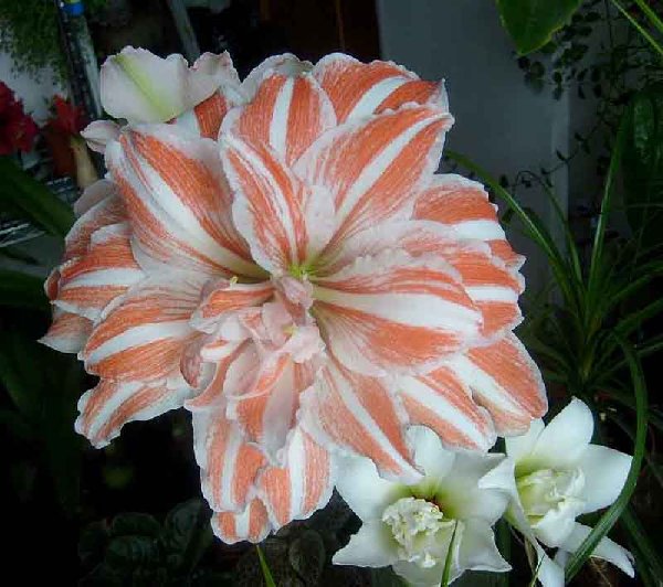 Танцующая королева и Джевел