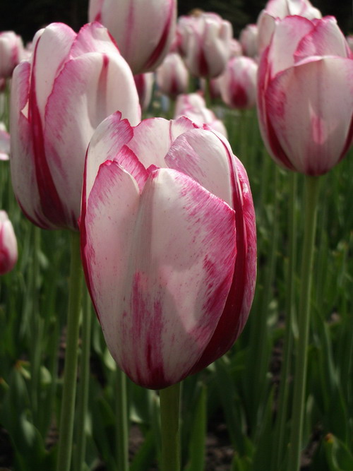 tulip1.jpg