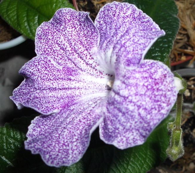 streps Magnitosph 02.jpg