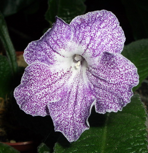 streps Magnitosph 01 1.jpg