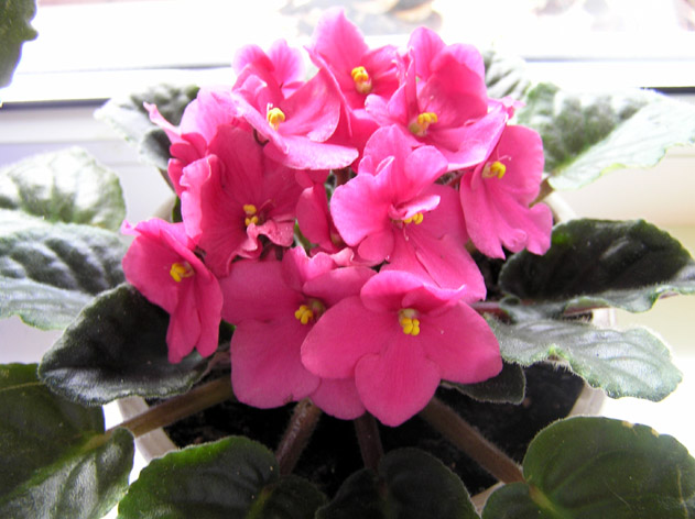 Rob's Slap Happy- кажись это она