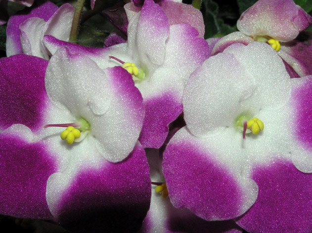 во всей красе