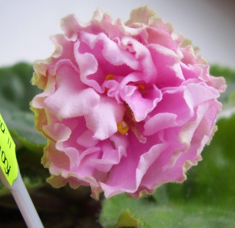 А вот ее цветочек-помпончик поближе