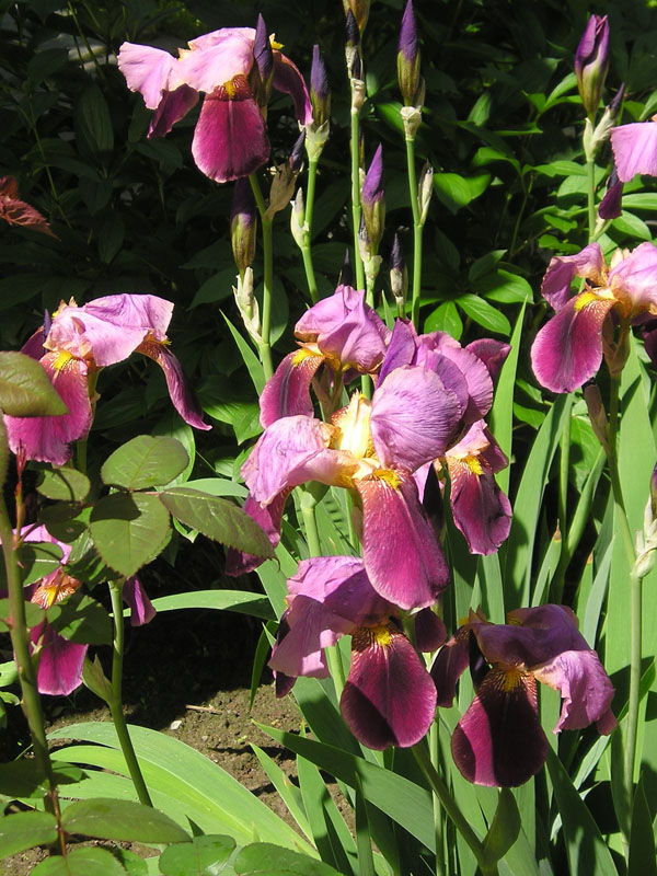 iris roz.jpg