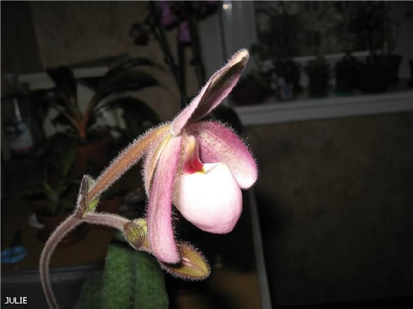 Пафик -ослик