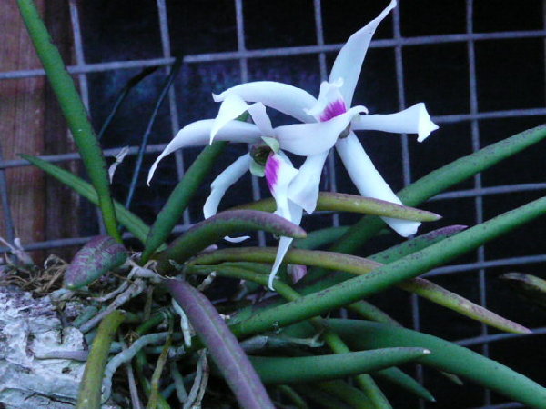 цветение Leptotes bicolor