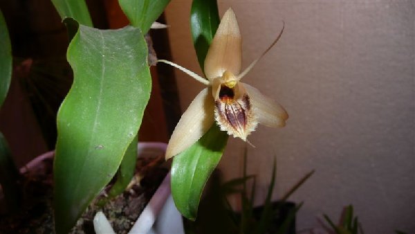 coelogyna ovalis