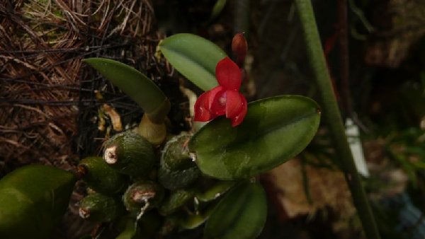 Sophronitis cernua только расцветаем