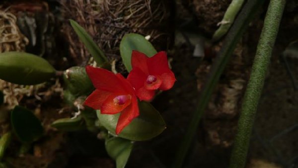 Sophronitis cernua расцвел