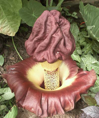 Amorphophallus Paeonifolius.jpg