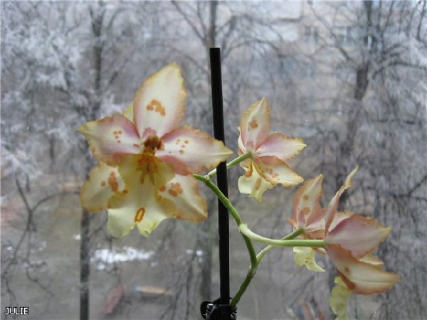 Зимняя сказка Вилсонары