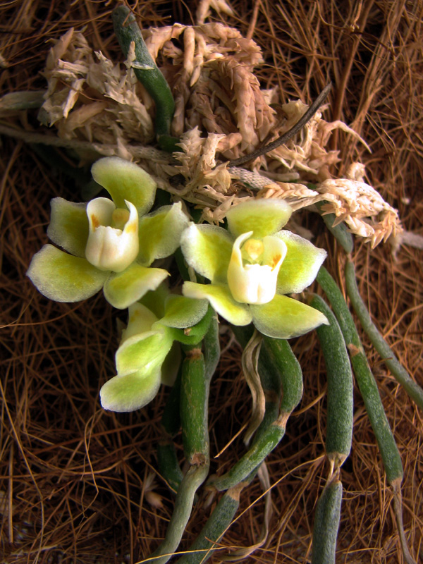 Chilochista Usneoides.jpg