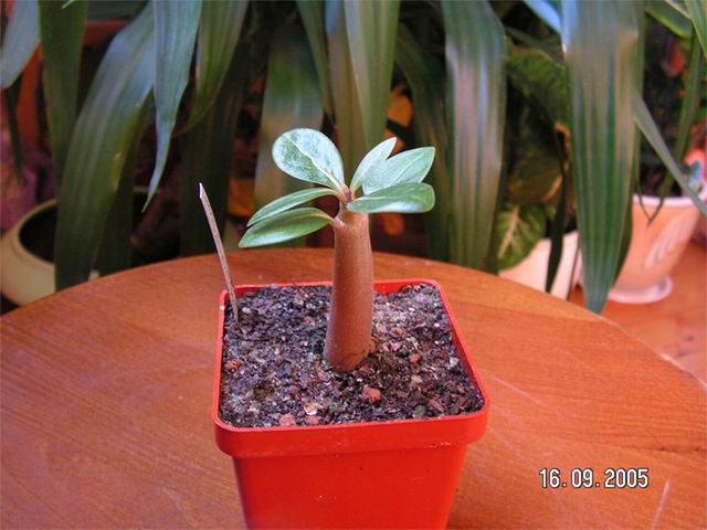 adenium_arabicum_01_800_sm.jpg