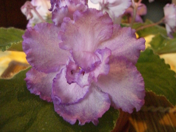 Fredette's Risen Star (Fredette) .jpg