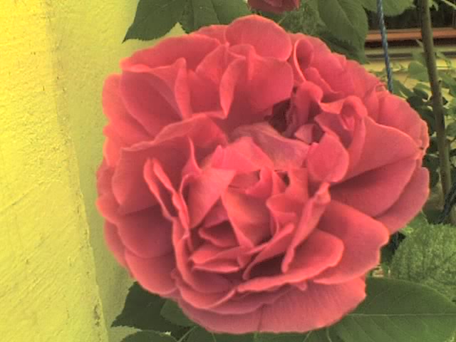 Это роза на клумбе которая ниже...