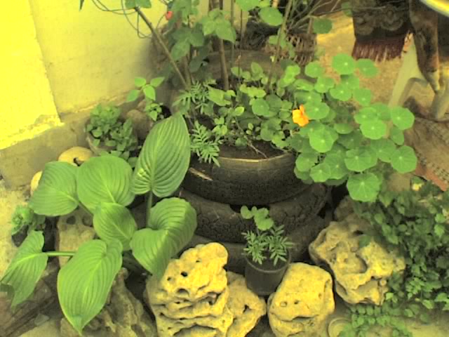 Это моя клумба из старых автомобильных шин. Ещё немного и она совсем зарастёт петуньей и шин видно не будет...