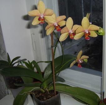 безродный фаленопсис