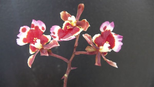 пришла  без бирки