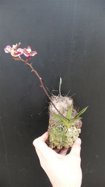 гибридная 3.jpg