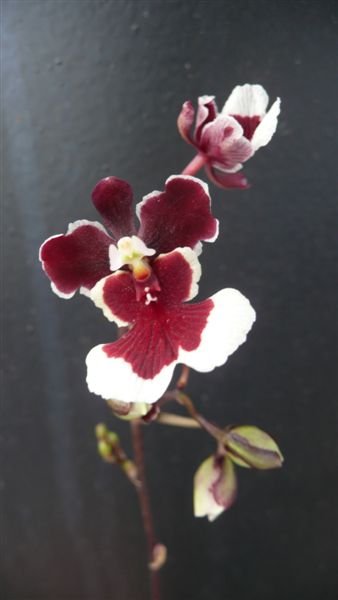 а эта Pink delux