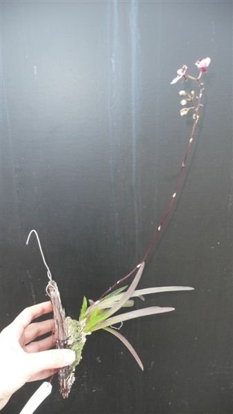 гибридная 5.jpg