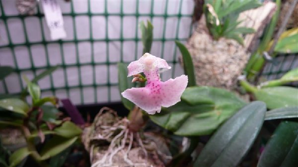 Comparettia macroplectron