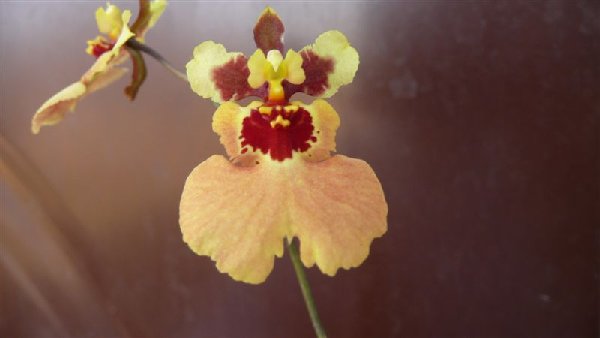 Onc. Tsiku Vanessa 2