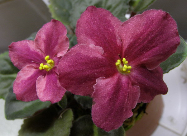 Красное Море