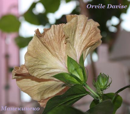 IMG_0547  211208.jpg