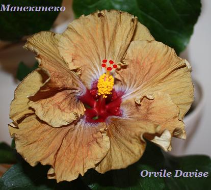 IMG_0533  211208.jpg