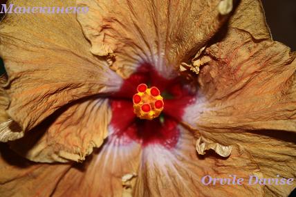 IMG_0540  211208.jpg