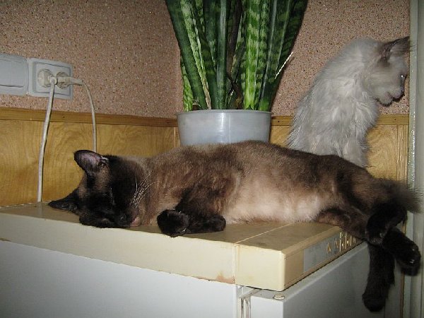 я не сплю - я холодильник охраняю