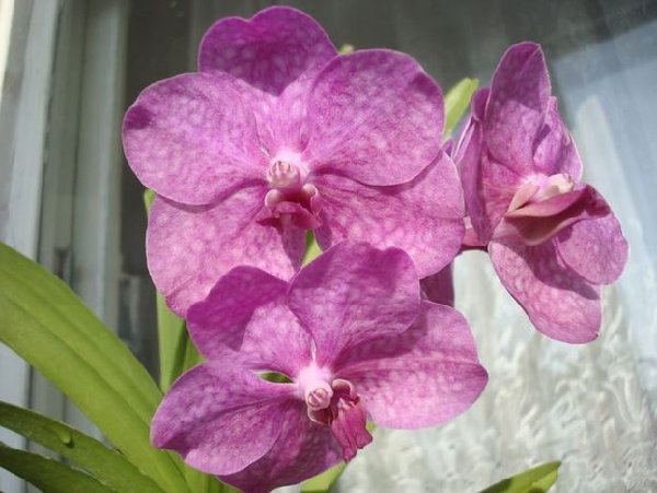 Princess Mikassa Pink