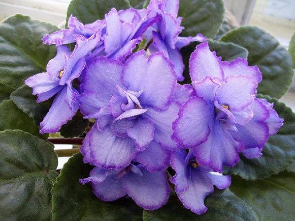 -Голубоглазая Россия.JPG