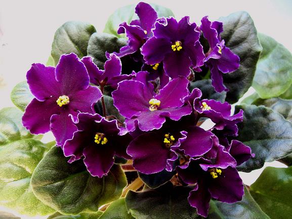 -вишнёвый букет.JPG