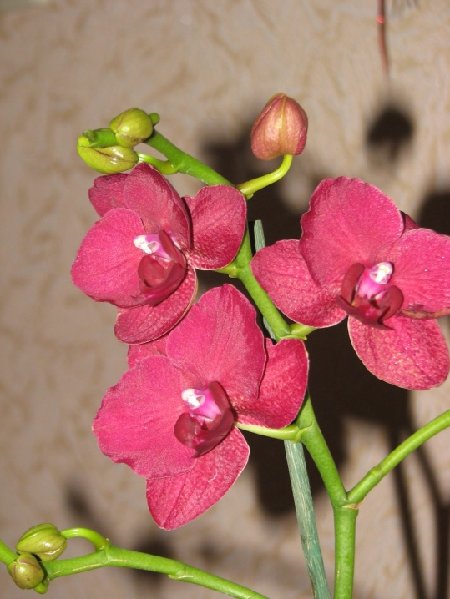 Фаленопсис бордовый