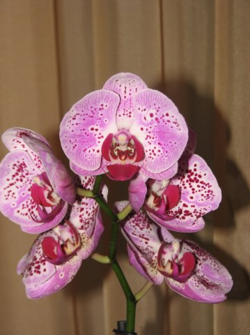 Фаленопсис сереневый в крапушку