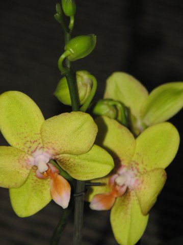 Фаленопсис желтенький