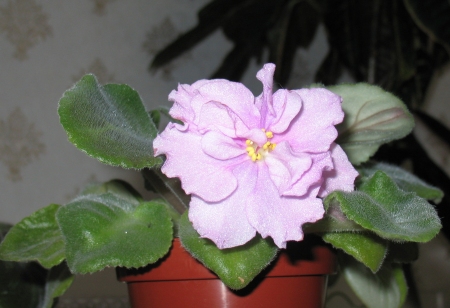 Волшебница Весна