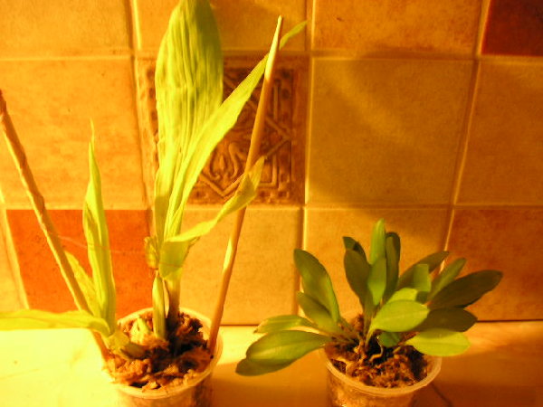 Paphinia cristata,  Masdevallia strobelii