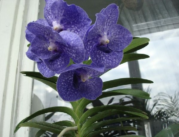 Моя ванда V.Pack Chong Blue в полный рост.