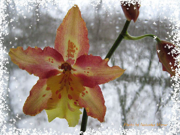 &quot;зимняя сказка&quot;