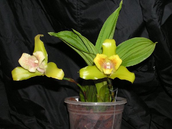 Lycaste cruenta x deppei. Растение целиком