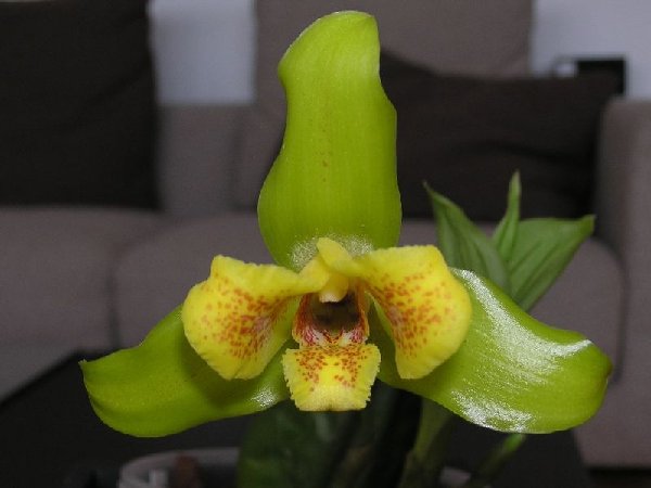 Lycaste cruenta x deppei. Цветок