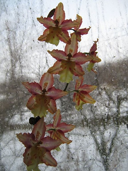 wilsonara tiger brew5.jpg