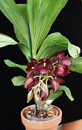 Cycnodes Wine Delight JEM  FCC AOS.jpg