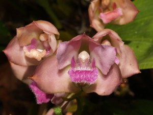 LR-Diamantina-2008- Bifrenaria-close-375.jpg